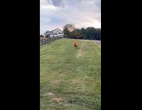 Person riding horse wearing lorax costume