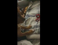 Pet dog plays with the fidget spinner toy