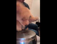 Puppy held by filmer drums on pot