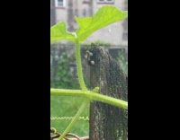 Bee Takes Shelter Under Vine Leaf on Fence