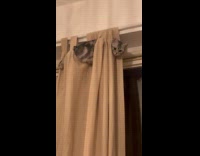 Gray cat chilling hangs around the curtain