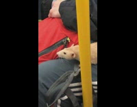 Pet rat on subway
