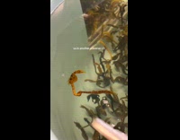 Two seahorses hold pull tails swims together