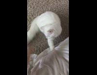 White cat runs from hand bed carpet 