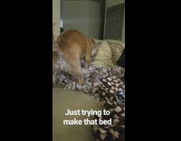 small dog moving around in circles 