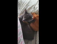 Two cats arms around each other grey 