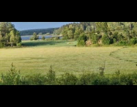 Wind moves the grass at the field