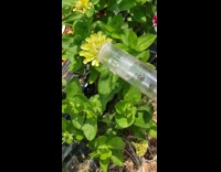 Lady Feeds Invasive Insects to Pet Chickens