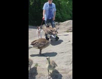 Old man with puppy near geese at pond