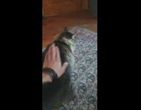 Pet cat receives a pat on its butt and loves it