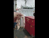 Guy offers bald eagle on ship raw meat 