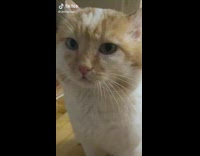 Silence Everyone Cat Have Announcement to Make