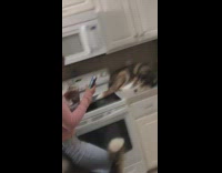Husky dog stuck on kitchen counter