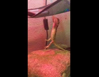 Bearded dragon lizard finger hang under net