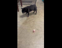 Dog gets excited at bone on floor Part 2