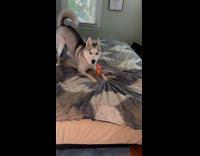 Dog circling and having zoomies on the bed 
