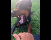 Guy bother grab snout of dog backyard