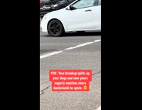 Dog separated from its buddy because of break up