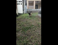 Puppy running toward camera slomo