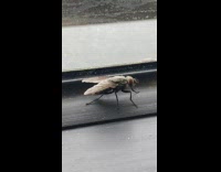 House Fly Preps its Legs and Wings before Flying Off Near Window