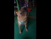 Brown dog shakes slow motion blue collar 