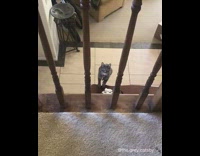 Cat jumps from first onto second floor