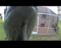 Iguana came to check out video camera