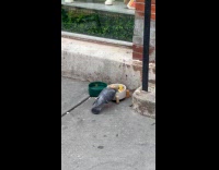 Pigeon eats dog treats at the street