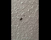 Spider on wall catch ant slow motion