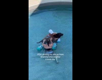 Grandma swimming with dog on pool 