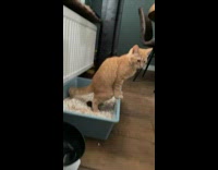 Orange cat poops in litter box