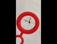 Mosquito caught with soap bubble blower ring