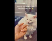 White cat sniffs toothpaste twice 