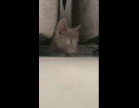 Grey kitten sneaks out between furniture 
