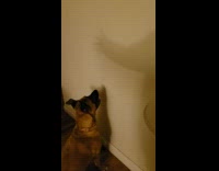 Brown dog chase hand shadow on wall