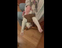 Pet cat asleep and wakes from YouTube intro