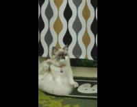 Cat confused why man meows at her