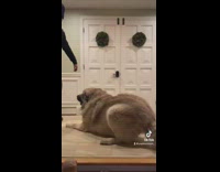 Huge dog playing with guy in black jacket and beanie 