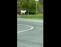 Albino deer spotted by the filmer inside the vehicle