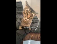 Woman\ does evil kitty trend on cat 