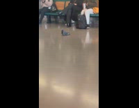 Pigeon roams around inside ferry terminal