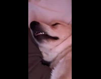 Dogs mouth twitching while sleeping
