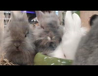 Submitter films fully bunnies nibbles on food