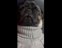 Pug wearing sweater snoring loudly 