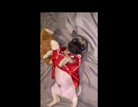 Pug puppy wears red jersey 