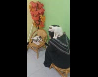 Cat plays with bell stick toy chair