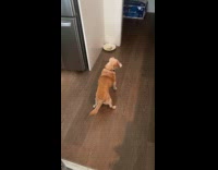 Dog barking likes food into little pile