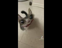 Cat with big eyes and mouth filter meows 