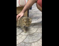 Pet cat massaged and purrs like frog