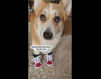 When somebody ask how much money I spent on my dog 